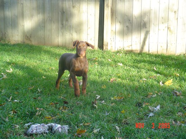 Maya's Black & Red Female 